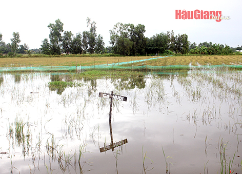 Hậu Giang: Huyện Vị Thủy phát triển mô hình nuôi cá ruộng Hậu Giang: Huyện Vị Thủy phát triển mô hình nuôi cá ruộng