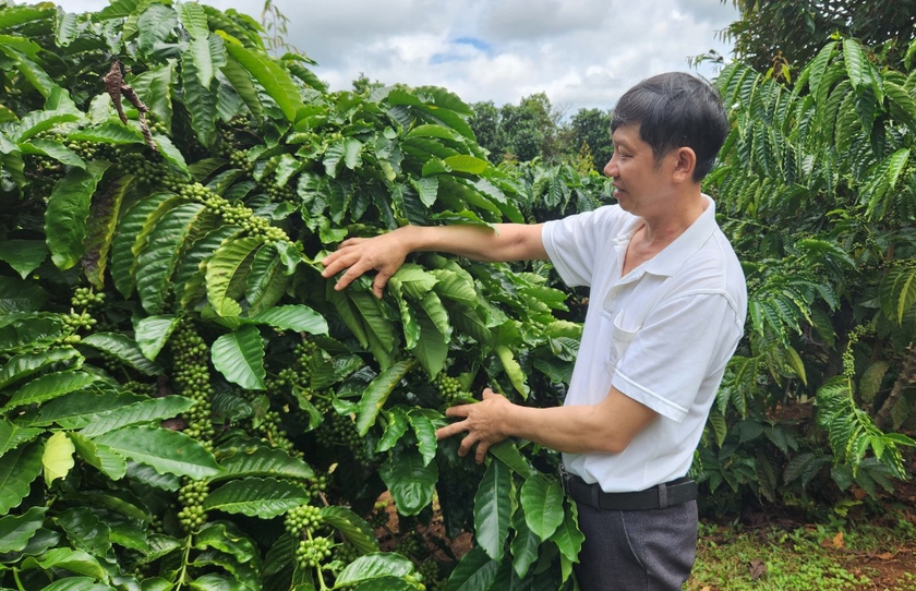 Nhờ sử dụng chế phẩm IMO nên vườn cà phê của gia đình ông Nguyễn Văn Trường (thôn 1, xã Ia Ka) phát triển xanh tốt, cho năng suất cao. Ảnh: N.S ảnh 2