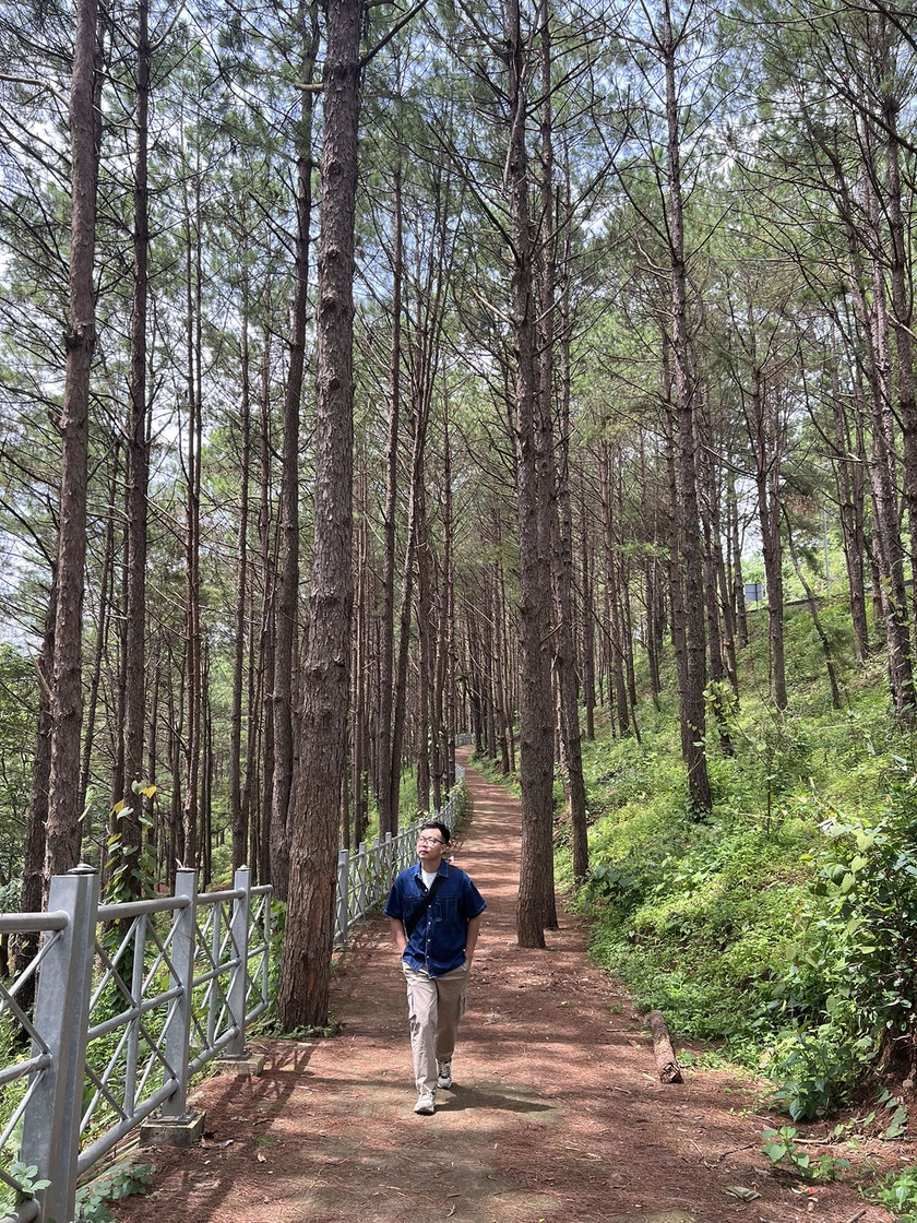 Khoảng thông xanh mát trong Khu du lịch sinh thái Biển Hồ, TP. Pleiku. Ảnh: Nguyên Võ ảnh 1