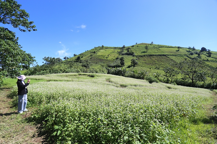 Vườn hoa tam giác mạch rộng khoảng 4 sào đang khoe sắc dưới chân núi Chư Đang Ya. Ảnh: Văn Ngọc ảnh 2