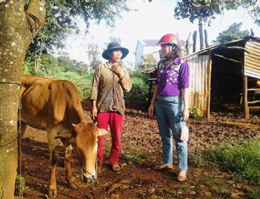 Nhờ đi xuất khẩu lao động, nhiều hội viên phụ nữ dân tộc thiểu số mua bò phát triển kinh tế. Ảnh: Mai Ka ảnh 2