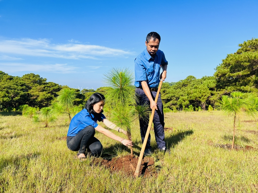 Đoàn viên, thanh niên phường Ia Kring (TP. Pleiku) chăm sóc cây thông tại khu vực rừng phòng hộ Bắc Biển Hồ. Ảnh: P.L ảnh 1