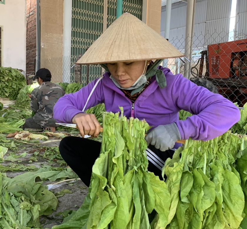 Mô hình liên kết sản xuất thuốc lá đem lại thu nhập cao cho người dân xã Ia Rtô. Ảnh: V.C ảnh 2