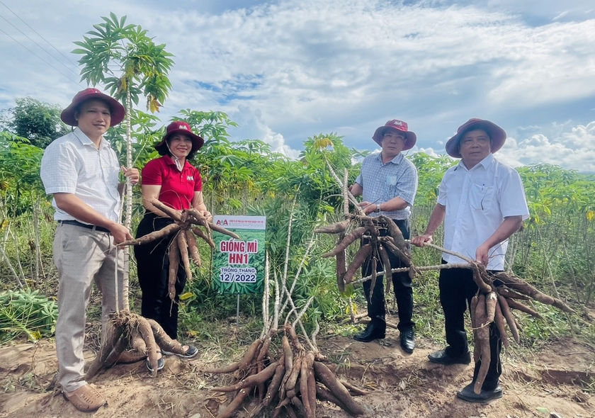 Mô hình thí điểm giống mì HN1 tại gia đình ông Nay Tlăih (buôn Phu Ma Miơng) mang lại hiệu quả kinh tế cao. Ảnh: V.C ảnh 1