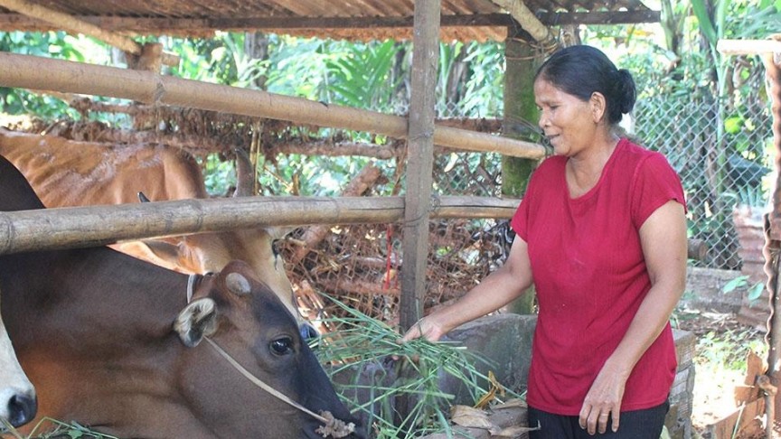 Đắk Lắk: Hỗ trợ sinh kế cho phụ nữ dân tộc thiểu số