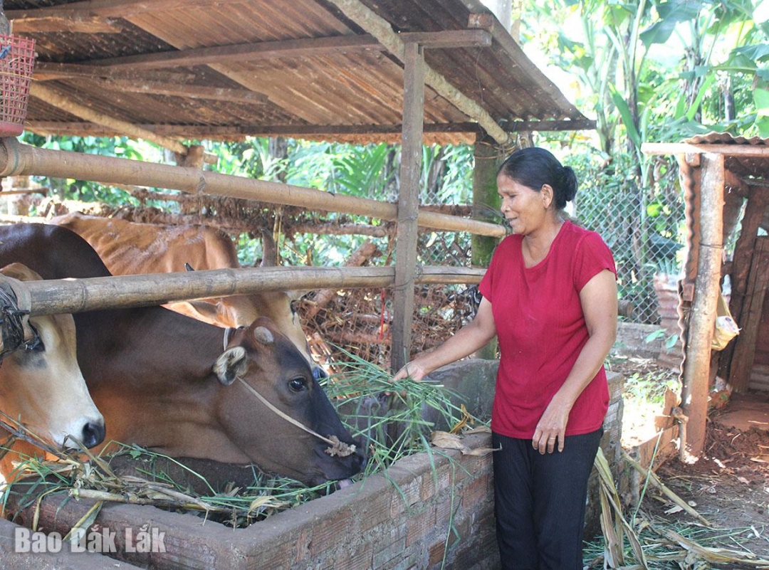 Đắk Lắk: Hỗ trợ sinh kế cho phụ nữ dân tộc thiểu số
