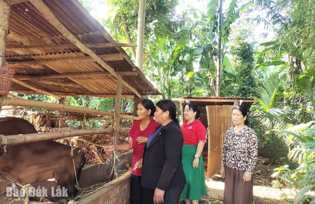 Đắk Lắk: Hỗ trợ sinh kế cho phụ nữ dân tộc thiểu số