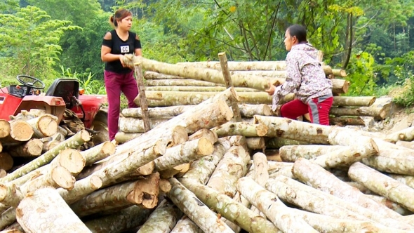 Thái Nguyên: Rừng trồng đem lại thu nhập cao