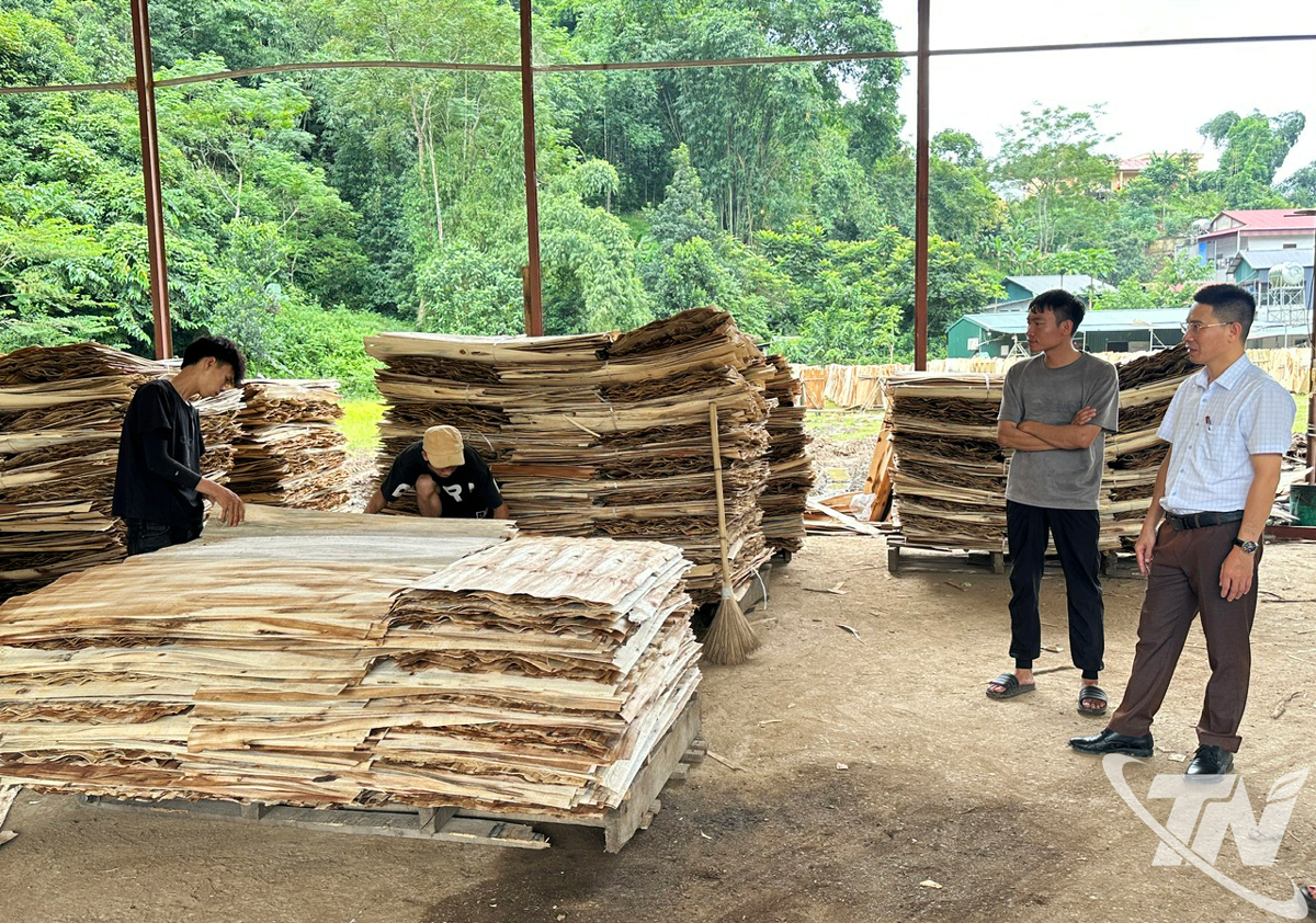 Thái Nguyên: Rừng trồng đem lại thu nhập cao Thái Nguyên: Rừng trồng đem lại thu nhập cao