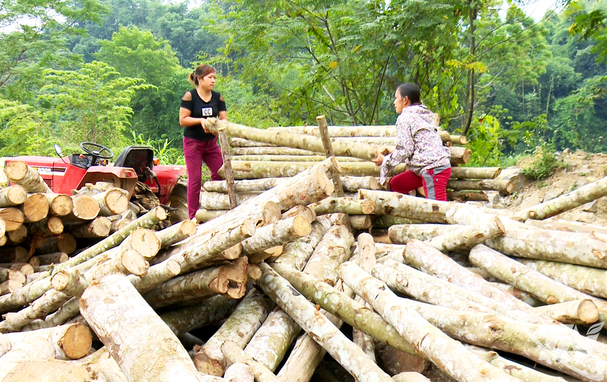 Thái Nguyên: Rừng trồng đem lại thu nhập cao Thái Nguyên: Rừng trồng đem lại thu nhập cao