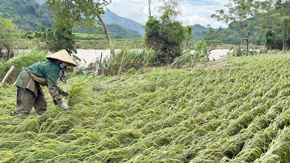 Thái Nguyên: Chủ động khắc phục thiệt hại, ổn định sản xuất sau lũ