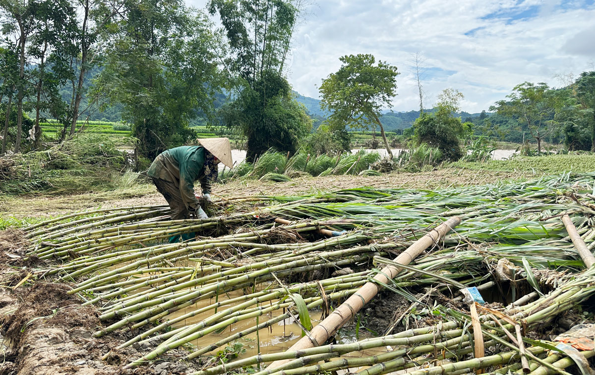 Thái Nguyên: Chủ động khắc phục thiệt hại, ổn định sản xuất sau lũ Thái Nguyên: Chủ động khắc phục thiệt hại, ổn định sản xuất sau lũ