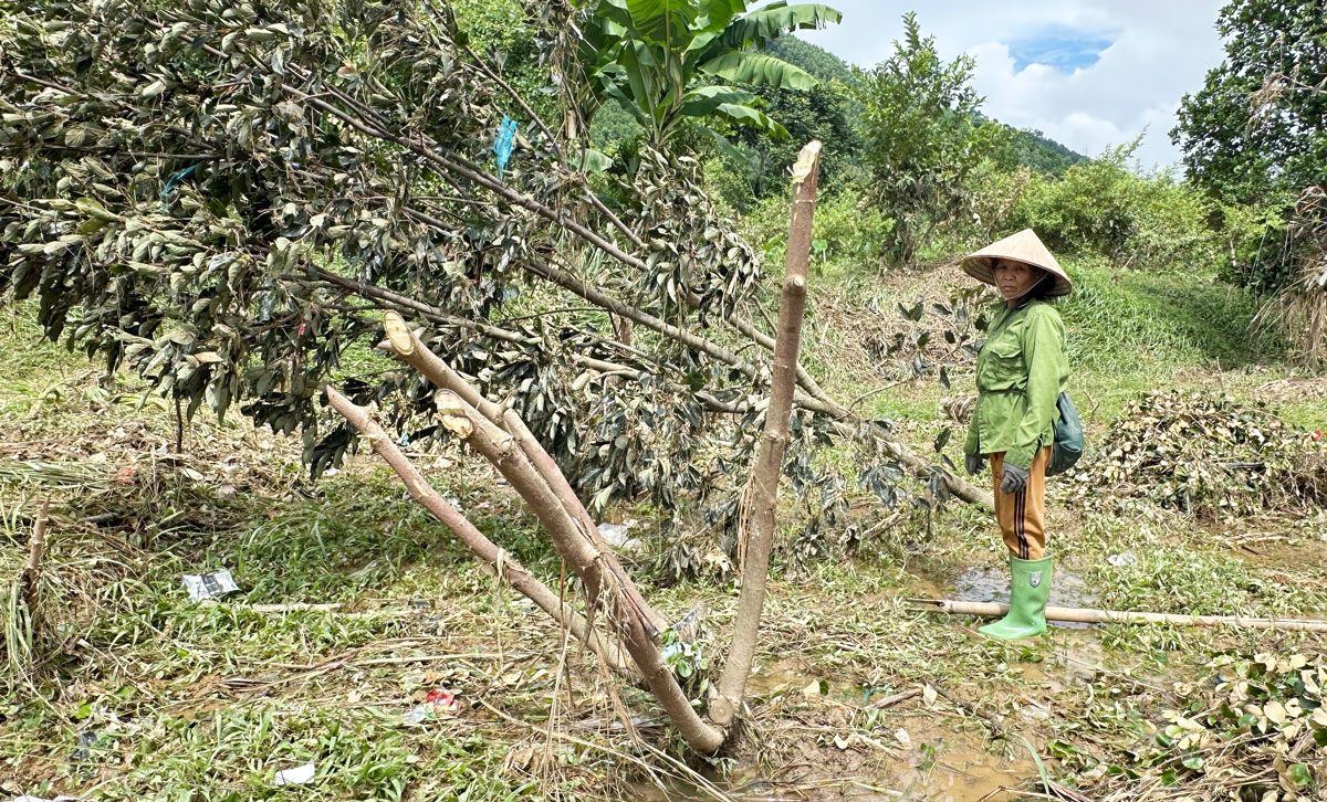 Thái Nguyên: Chủ động khắc phục thiệt hại, ổn định sản xuất sau lũ Thái Nguyên: Chủ động khắc phục thiệt hại, ổn định sản xuất sau lũ