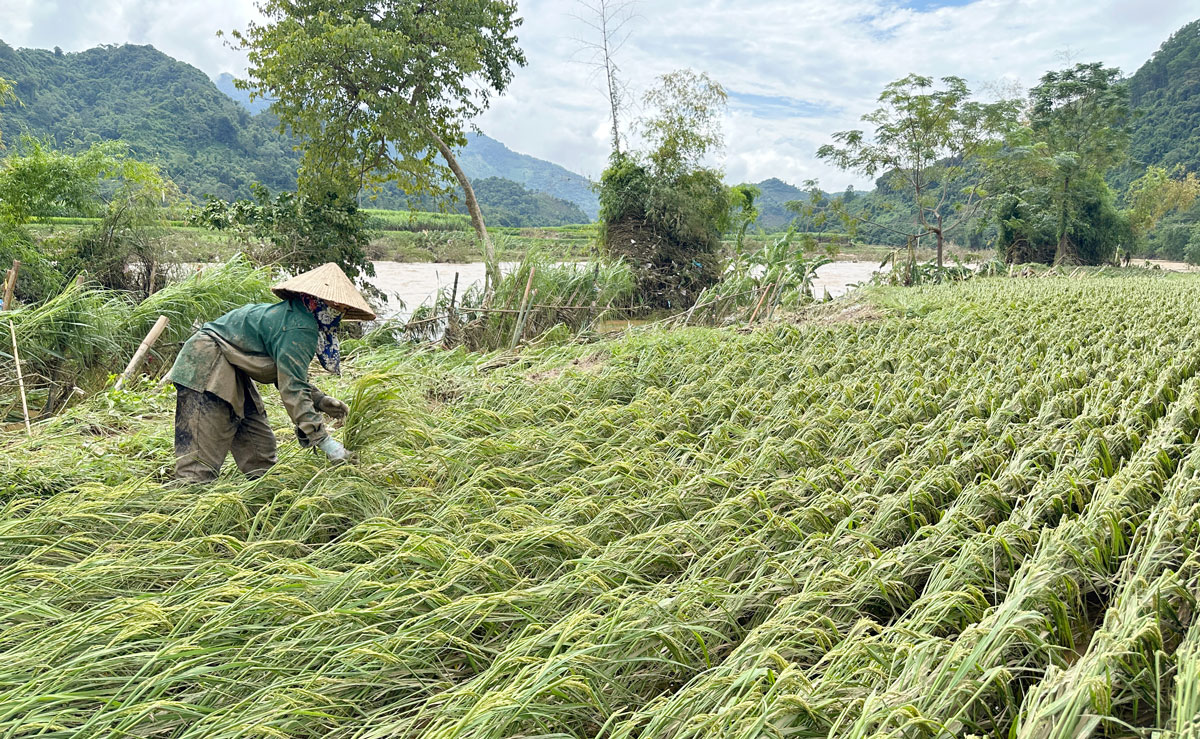 Thái Nguyên: Chủ động khắc phục thiệt hại, ổn định sản xuất sau lũ Thái Nguyên: Chủ động khắc phục thiệt hại, ổn định sản xuất sau lũ