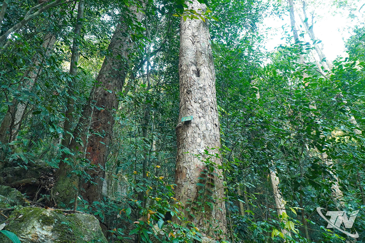 Thái Nguyên: Biến rừng xanh thành "rừng giàu" Thái Nguyên: Biến rừng xanh thành "rừng giàu"