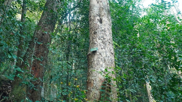 Thái Nguyên: Biến rừng xanh thành "rừng giàu"