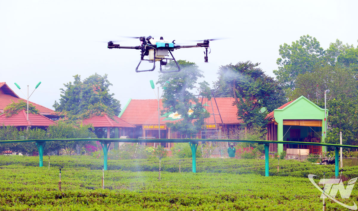 Thái Nguyên: Hương chè thơm ngát bốn mùa