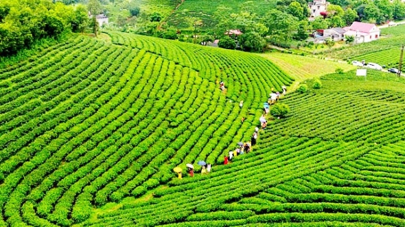 Thái Nguyên: Hương chè thơm ngát bốn mùa