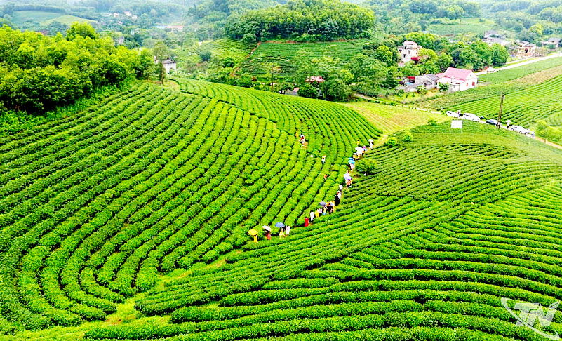 Thái Nguyên: Hương chè thơm ngát bốn mùa