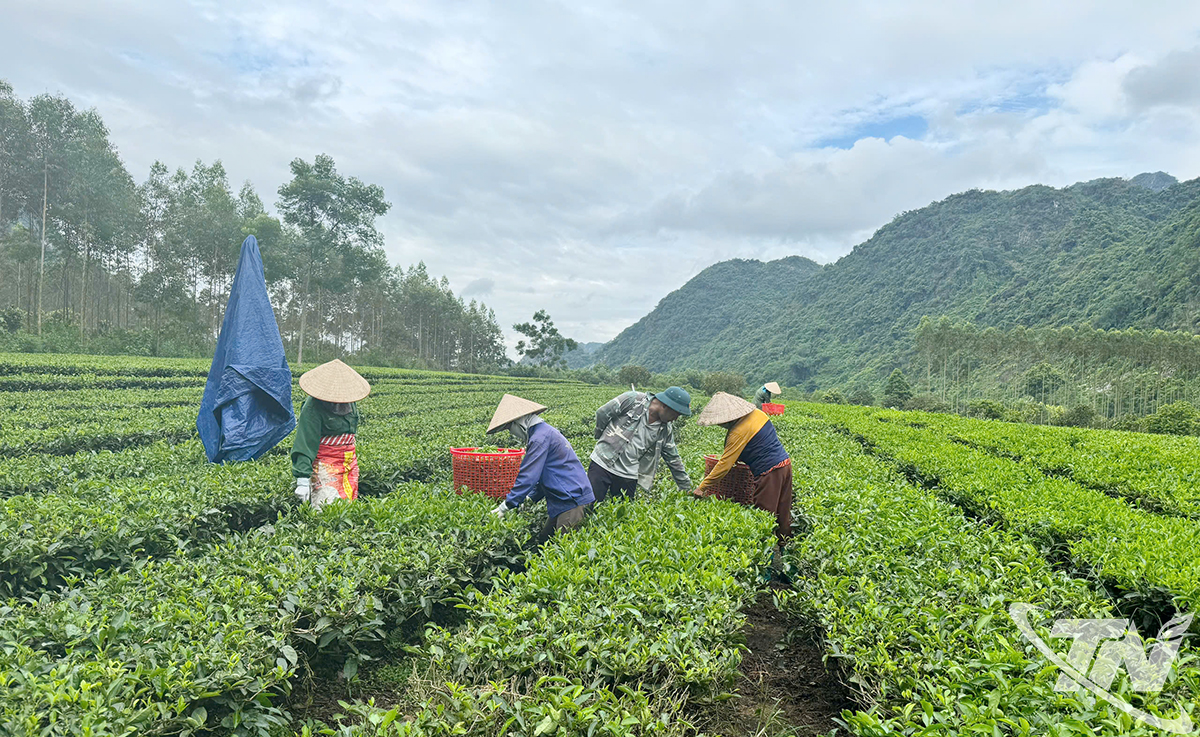 Thái Nguyên: Hương chè thơm ngát bốn mùa