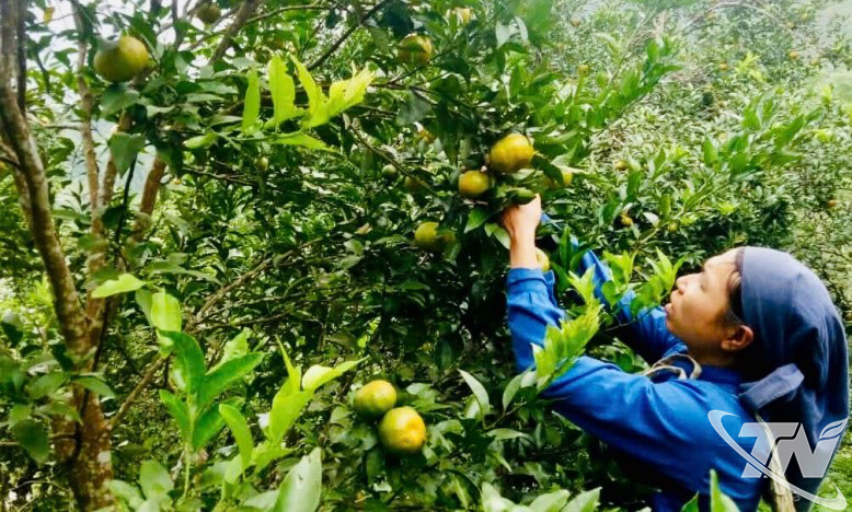 Thái Nguyên: Chuyện làm giàu trên đất nghèo Thái Nguyên: Chuyện làm giàu trên đất nghèo