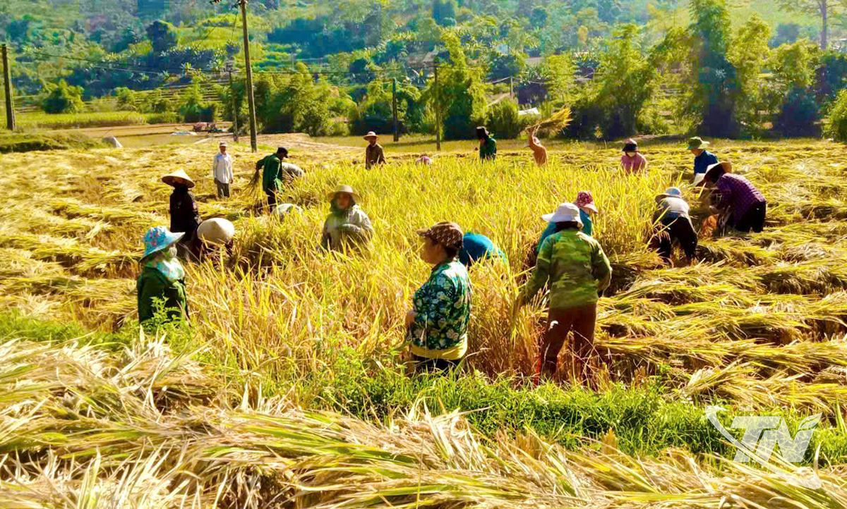 Thái Nguyên: Chuyện làm giàu trên đất nghèo Thái Nguyên: Chuyện làm giàu trên đất nghèo