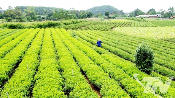 Thái Nguyên: Hồi sinh đồng ruộng, mùa màng