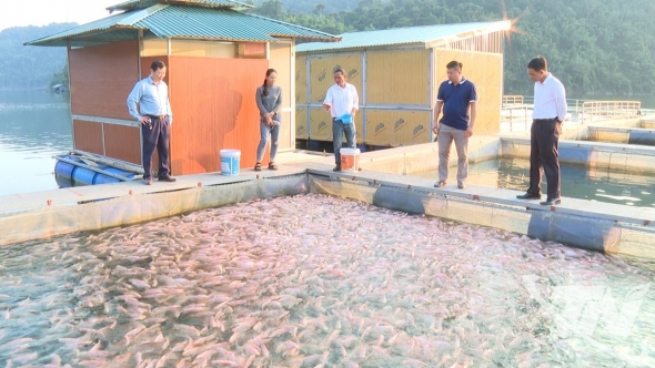 Thái Nguyên: Nông dân xây dựng liên kết chuỗi trong sản xuất