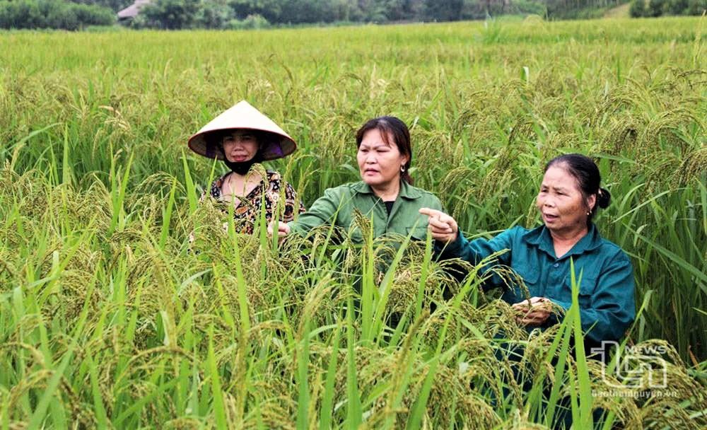 Thái Nguyên: Xứ trà rộn ràng hướng đến ngày hội lớn Thái Nguyên: Xứ trà rộn ràng hướng đến ngày hội lớn