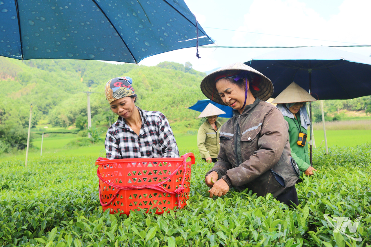 Thái Nguyên: Xứ trà rộn ràng hướng đến ngày hội lớn Thái Nguyên: Xứ trà rộn ràng hướng đến ngày hội lớn