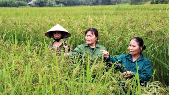 Thái Nguyên: Xứ trà rộn ràng hướng đến ngày hội lớn