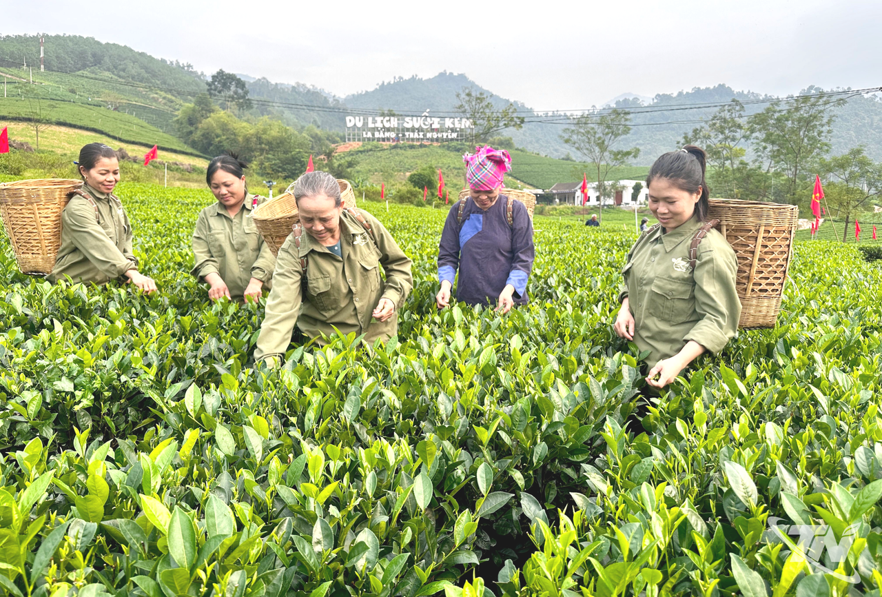Thái Nguyên: Chắt hương trà thu cho Festival Thái Nguyên: Chắt hương trà thu cho Festival
