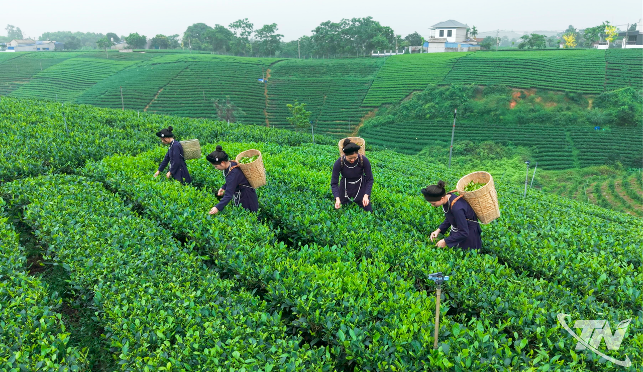 Thái Nguyên: Chắt hương trà thu cho Festival Thái Nguyên: Chắt hương trà thu cho Festival