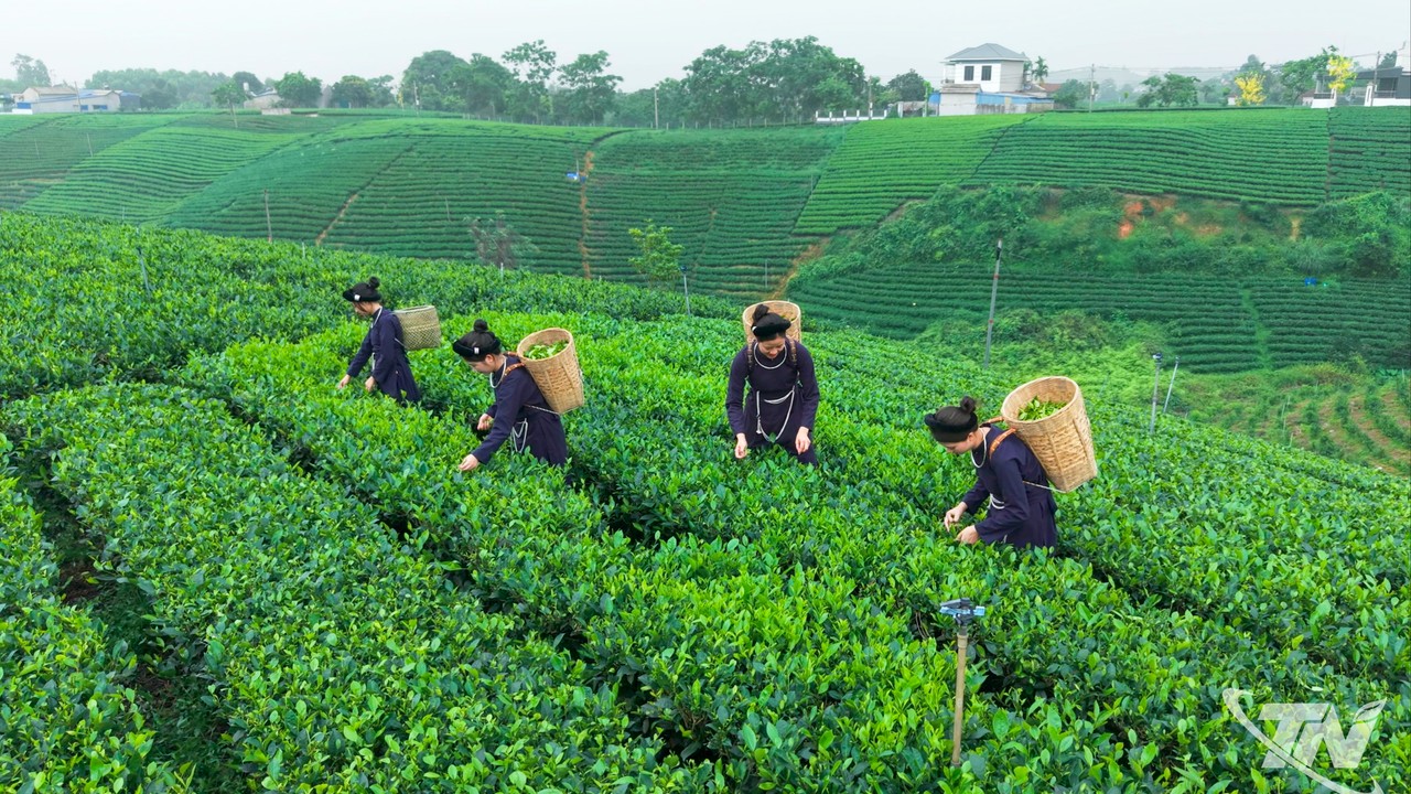 Thái Nguyên: Chắt hương trà thu cho Festival