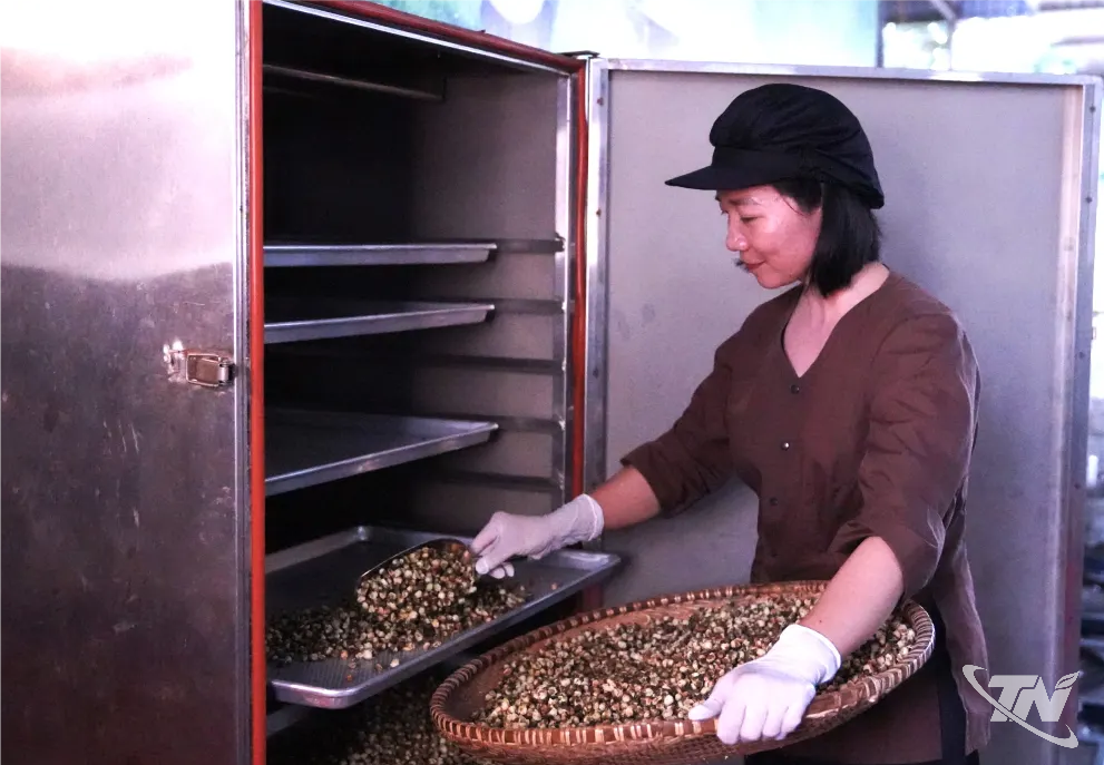 Thái Nguyên: Hoa trà lên men - Sản phẩm mới tiềm năng Thái Nguyên: Hoa trà lên men - Sản phẩm mới tiềm năng