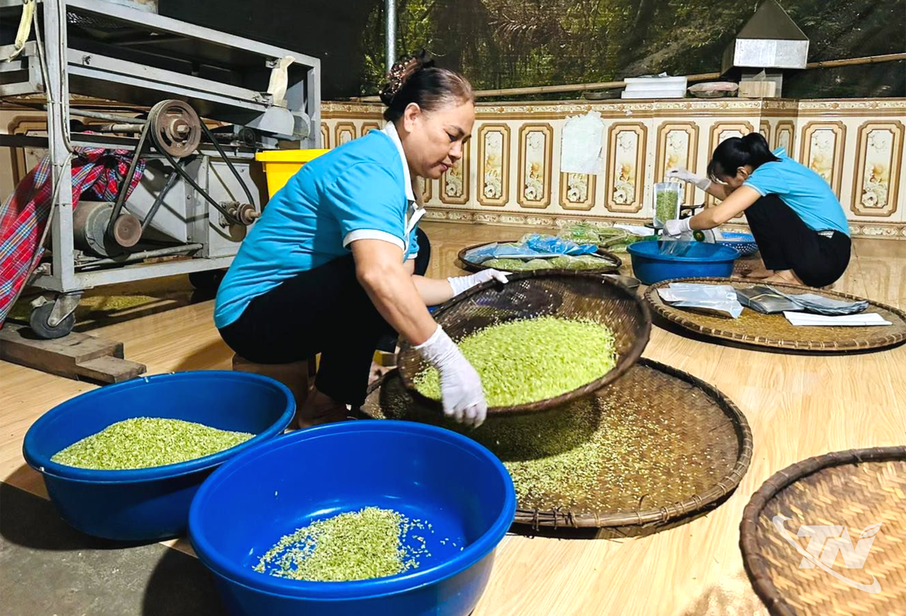 Thái Nguyên: Mùa thu hương cốm mới