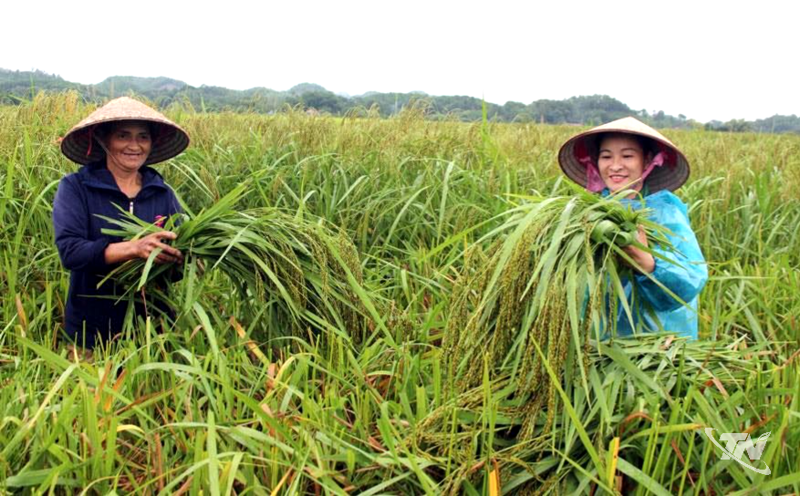 Thái Nguyên: Mùa thu hương cốm mới