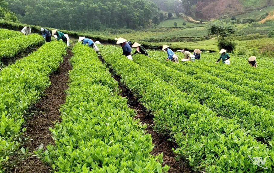 Thái Nguyên: Đẩy mạnh quảng bá, tôn vinh sản phẩm OCOP tiêu biểu