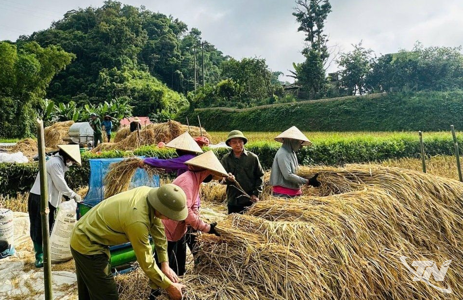 Thái Nguyên: Hương lúa tháng Mười
