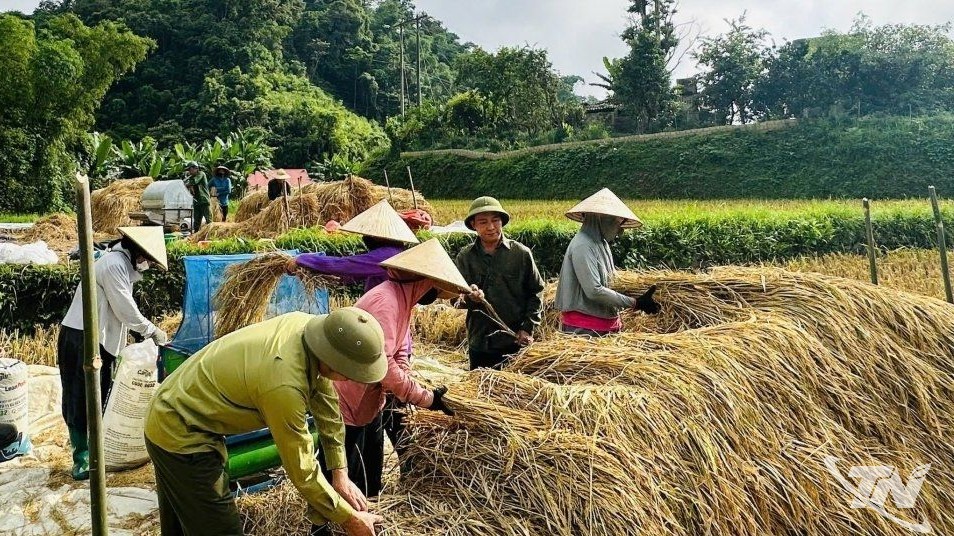 Thái Nguyên: Hương lúa tháng Mười
