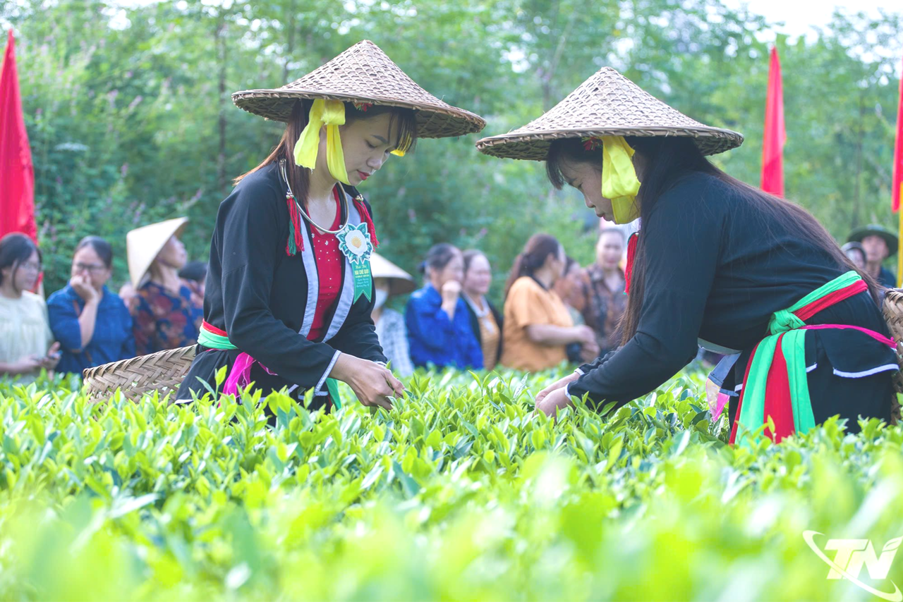 Thái Nguyên: Đồng Hỷ lan tỏa giá trị văn hóa trà Trại Cài Thái Nguyên: Đồng Hỷ lan tỏa giá trị văn hóa trà Trại Cài