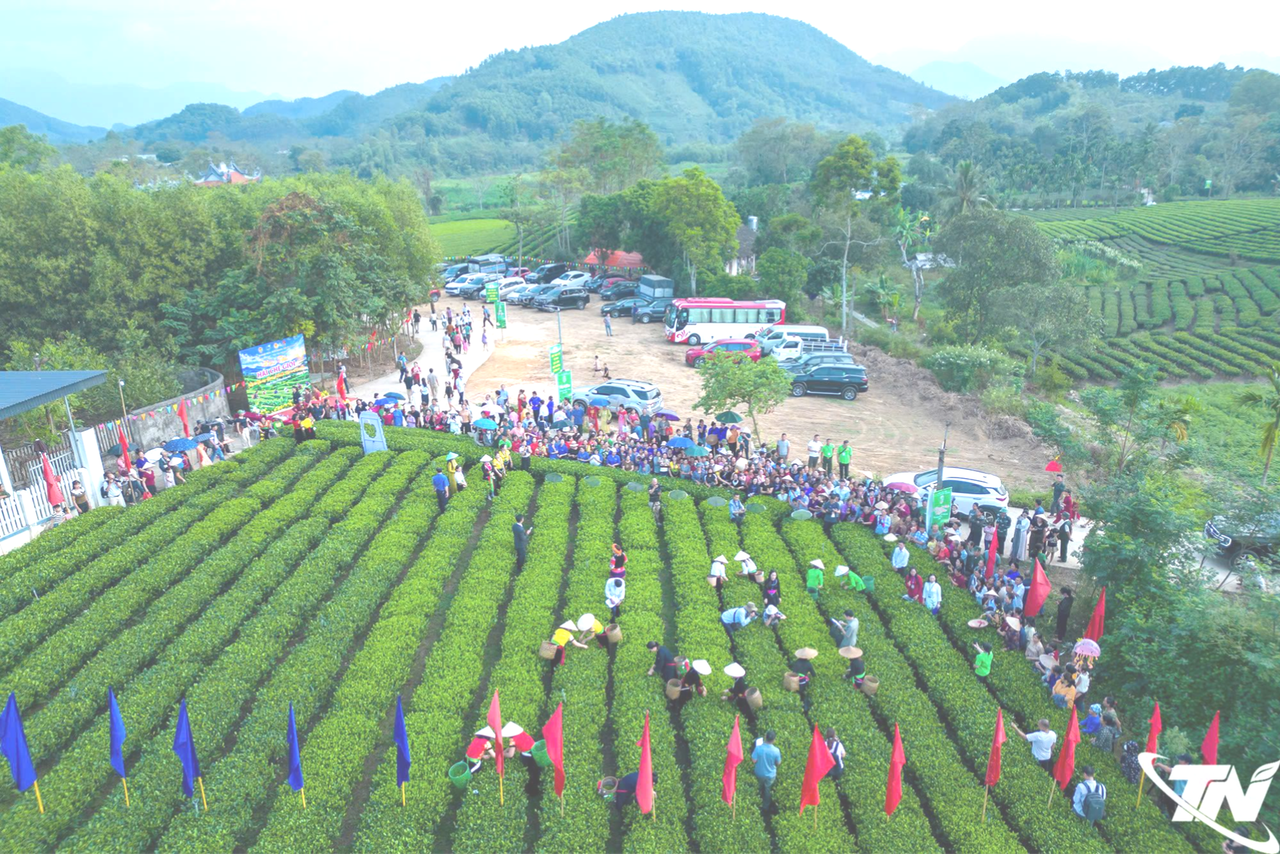 Thái Nguyên: Đồng Hỷ lan tỏa giá trị văn hóa trà Trại Cài Thái Nguyên: Đồng Hỷ lan tỏa giá trị văn hóa trà Trại Cài