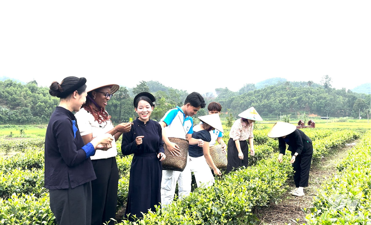 Phát triển vùng chè gắn với du lịch trải nghiệm