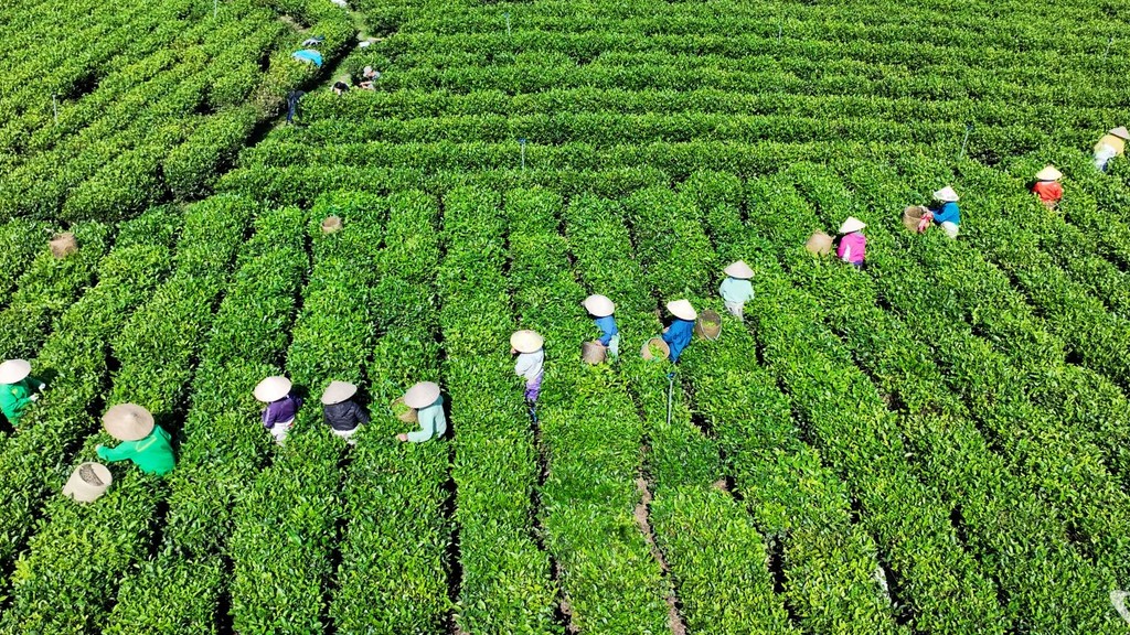 Thái Nguyên: Phát triển vùng chè gắn với du lịch trải nghiệm