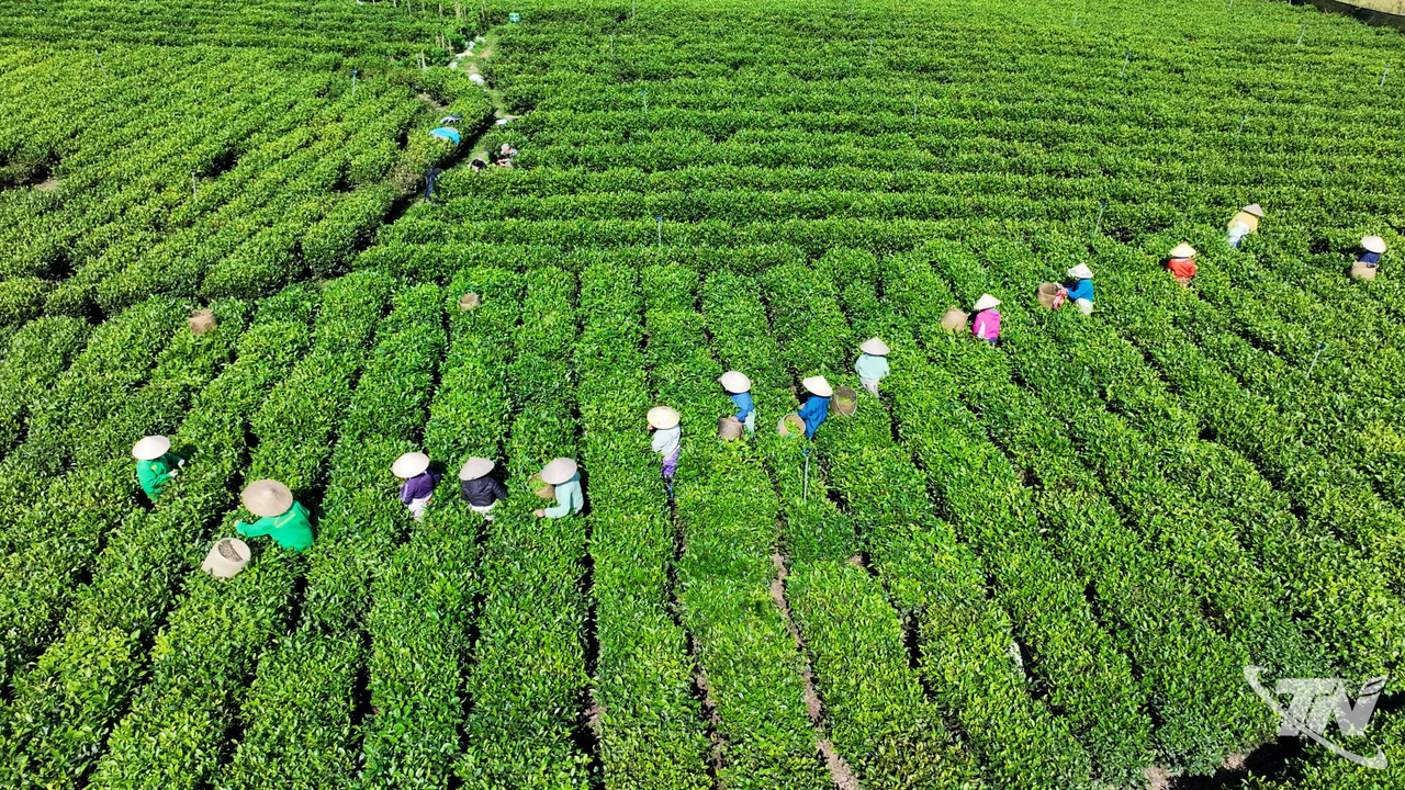 Phát triển vùng chè gắn với du lịch trải nghiệm