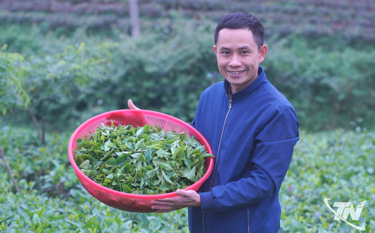 Thái Nguyên: Những tri thức làm nên danh trà