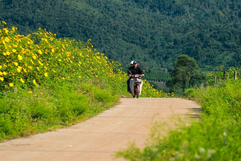 Dã quỳ bắt đầu nở vàng dưới chân núi Chư Đang Ya. Ảnh: Bi Ly