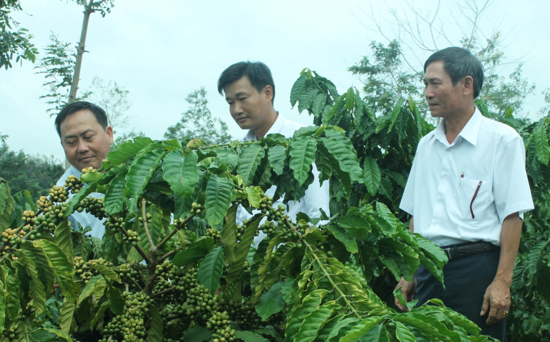 Đắk Lắk: Hy vọng mới cho tái canh cà phê tại Đắk Lắk