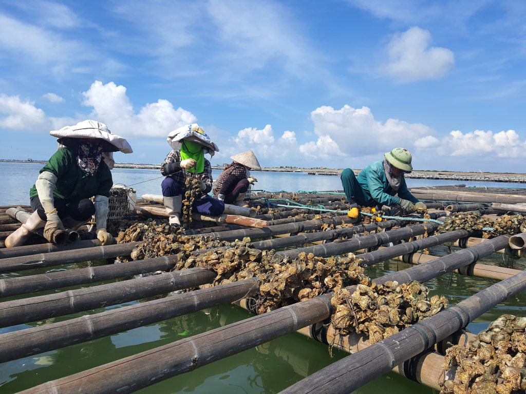 Quảng Ninh: Vùng nuôi tập trung Cái Rồng Quảng Ninh: Vùng nuôi tập trung Cái Rồng