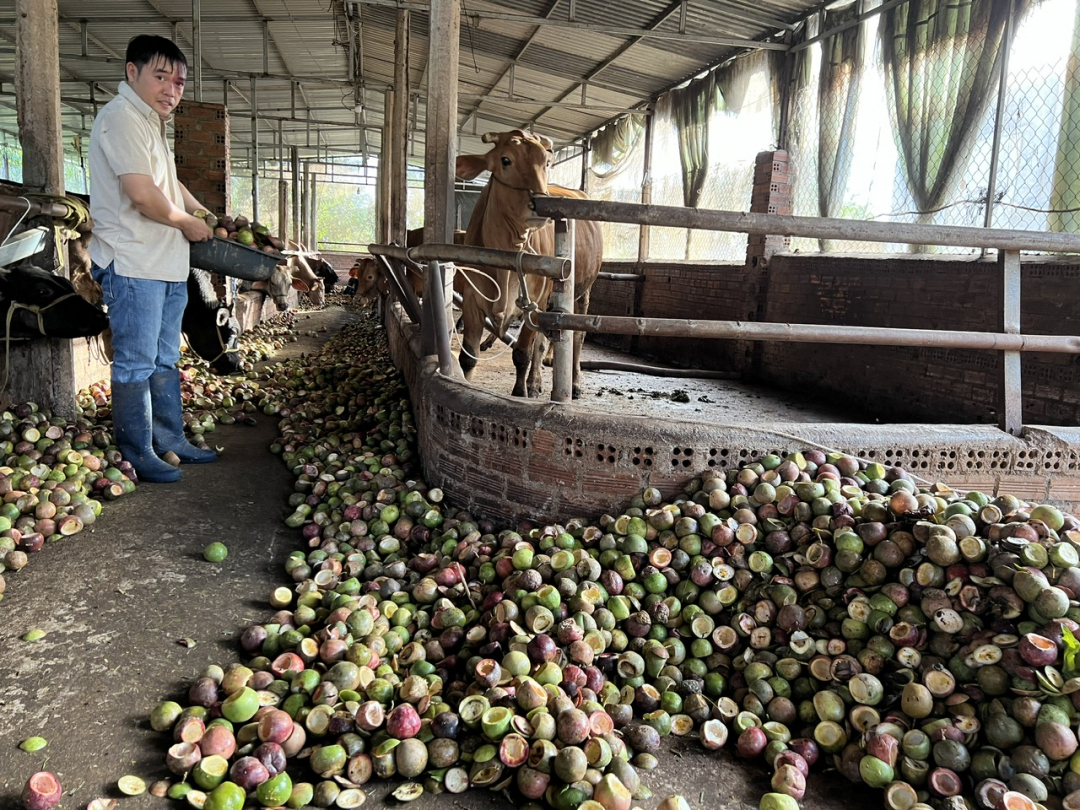 Đắk Lắk: Những người trẻ làm giàu từ đồng đất quê hương Đắk Lắk: Những người trẻ làm giàu từ đồng đất quê hương